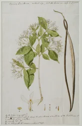 Wrightia tinctoria (Roxb.) R, 1785
